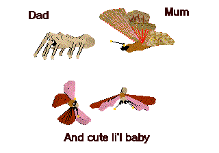 an arthropod family