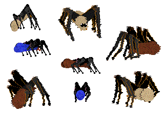 Spiderz
